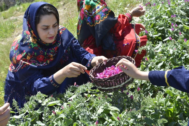 Beginning of Borage Flower Harvest Season in Qaleh Bala