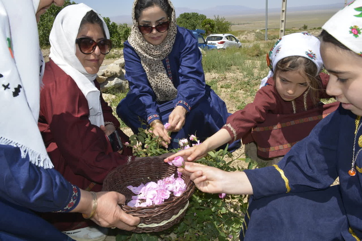 Beginning of the Rosewater Rose Harvest Season in Qaleh Bala