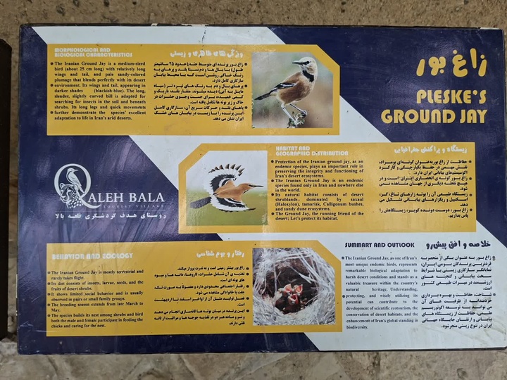 Installation of Interpretive Signs for the Sociable Lapwing and Asiatic Cheetah in Qaleh Bala