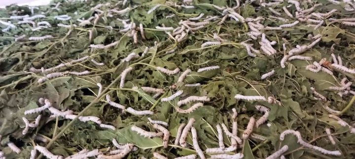 Qaleh Bala, Revival of Sericulture Tradition in a Village Nominated for World Registration