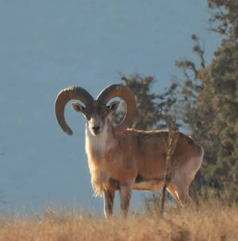 Wildlife — 2