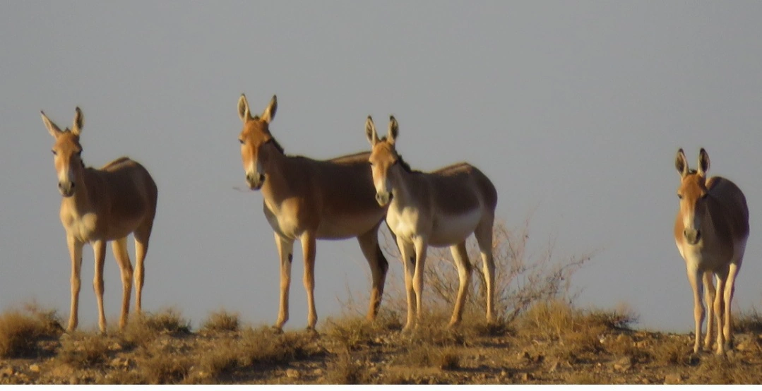Wildlife — 3