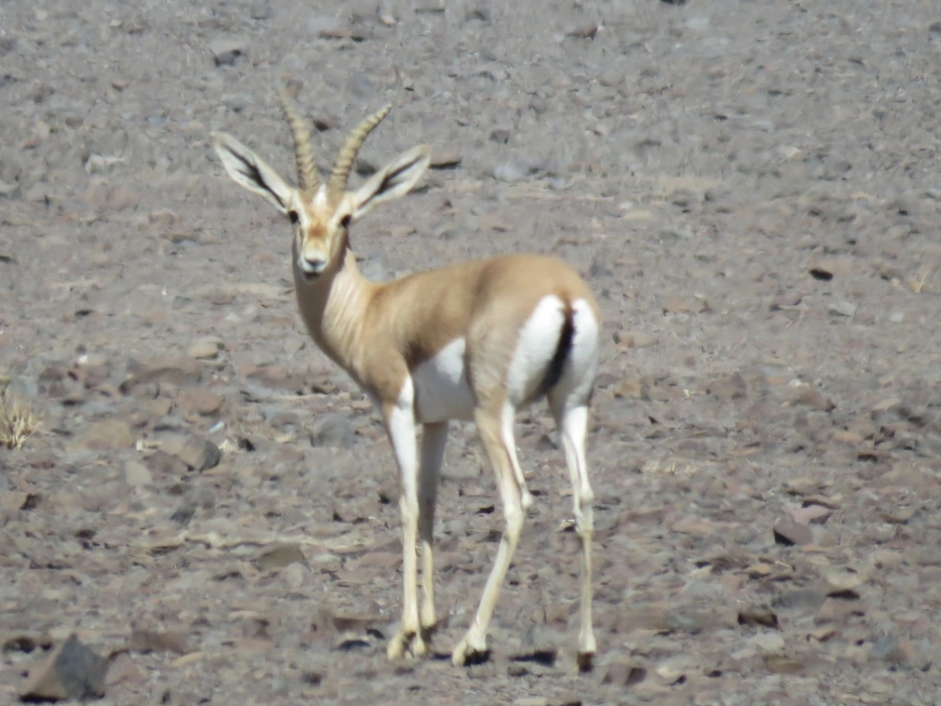 Wildlife — 4
