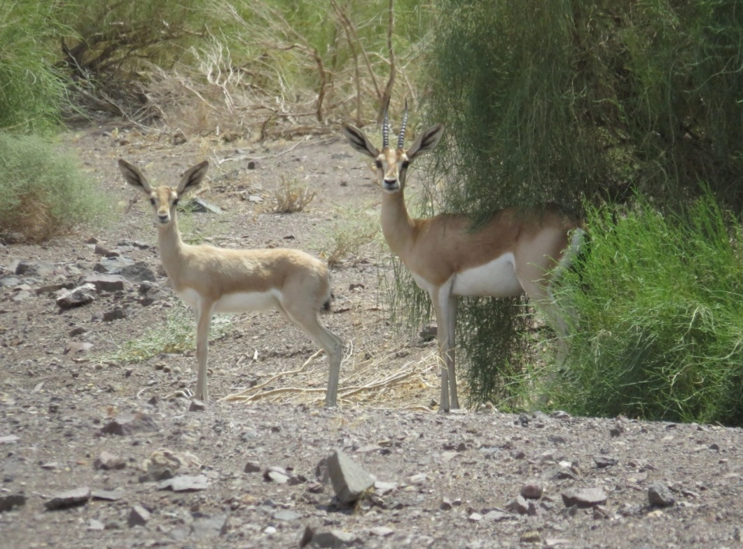 Wildlife — 5