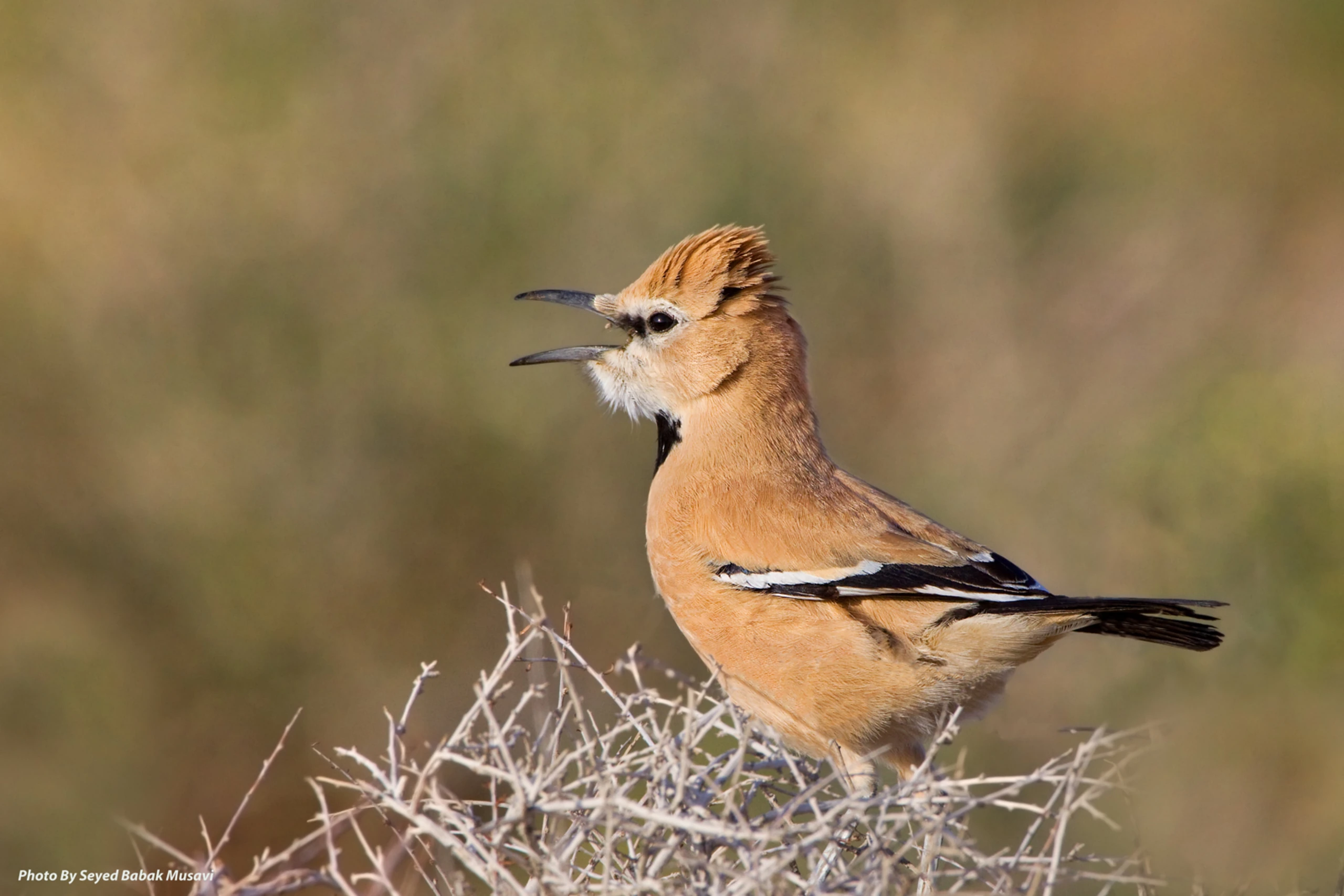 Wildlife — 6