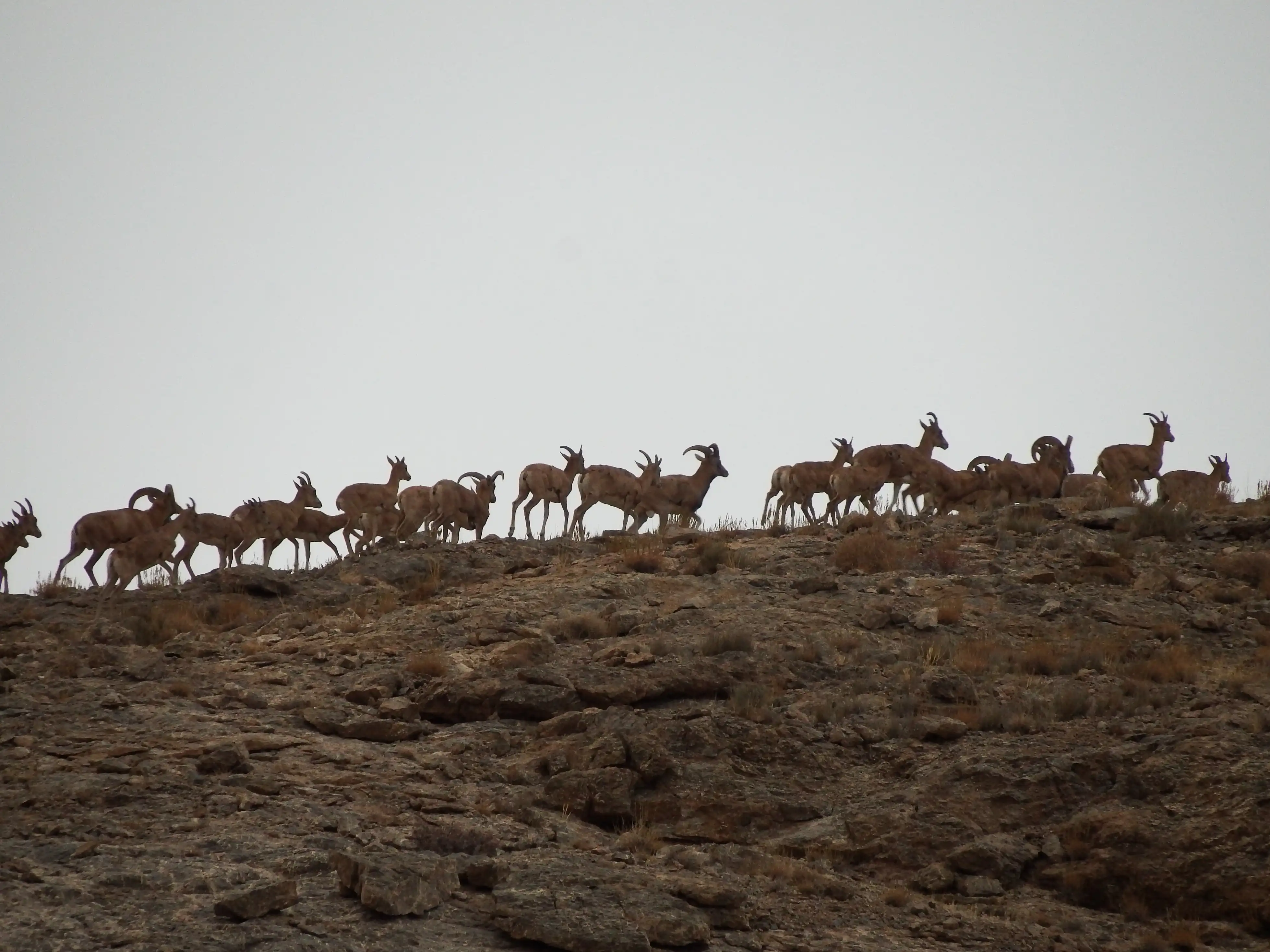 Wildlife — 7