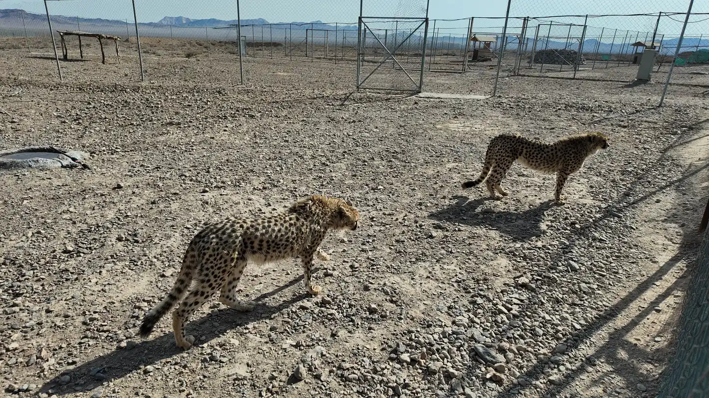 Wildlife — 8