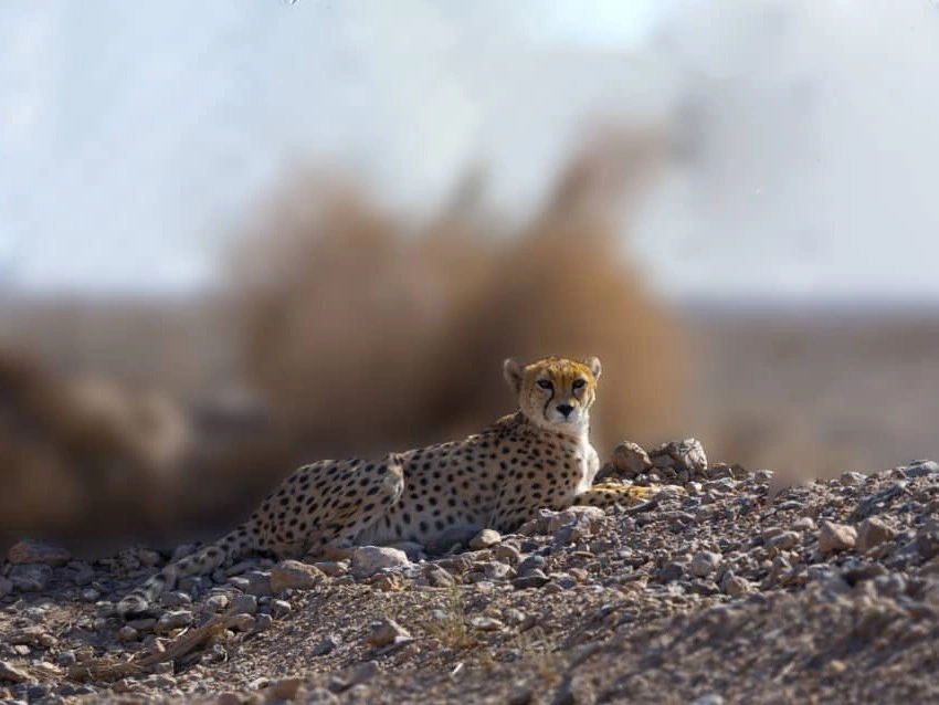 Wildlife — 9