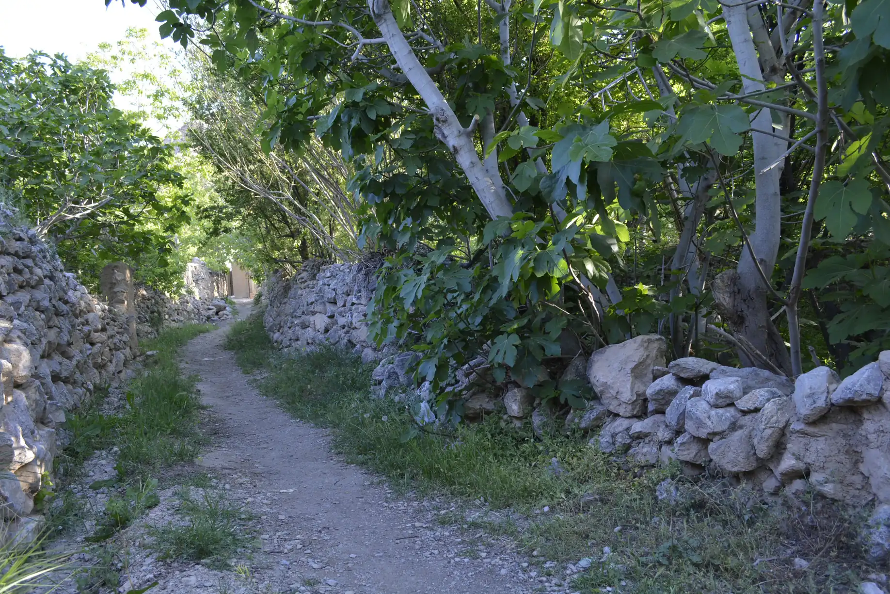 Alley Garden — 10