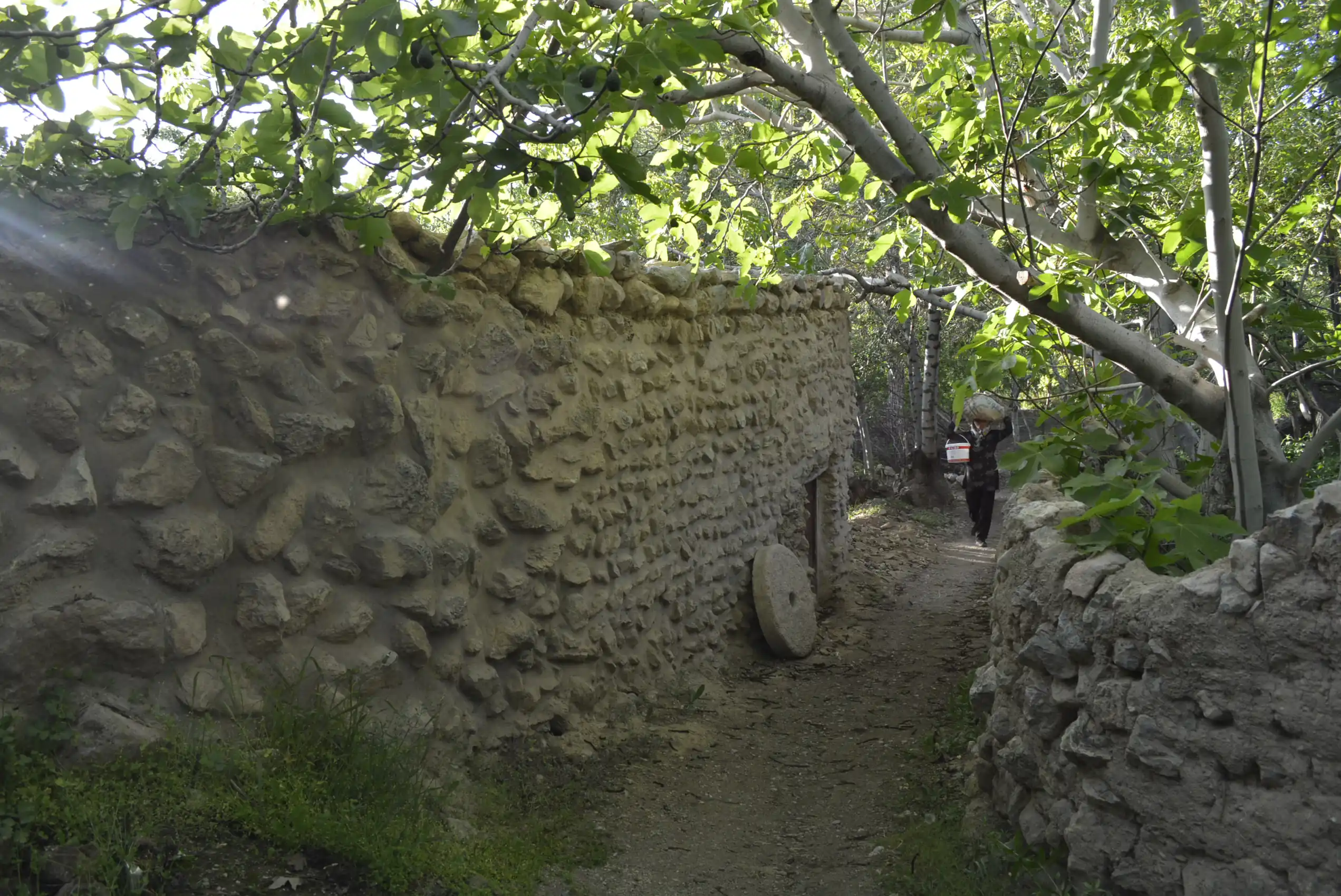 Alley Garden — 12
