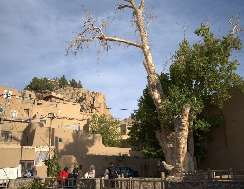 The ancient plane tree of Qaleh Bala