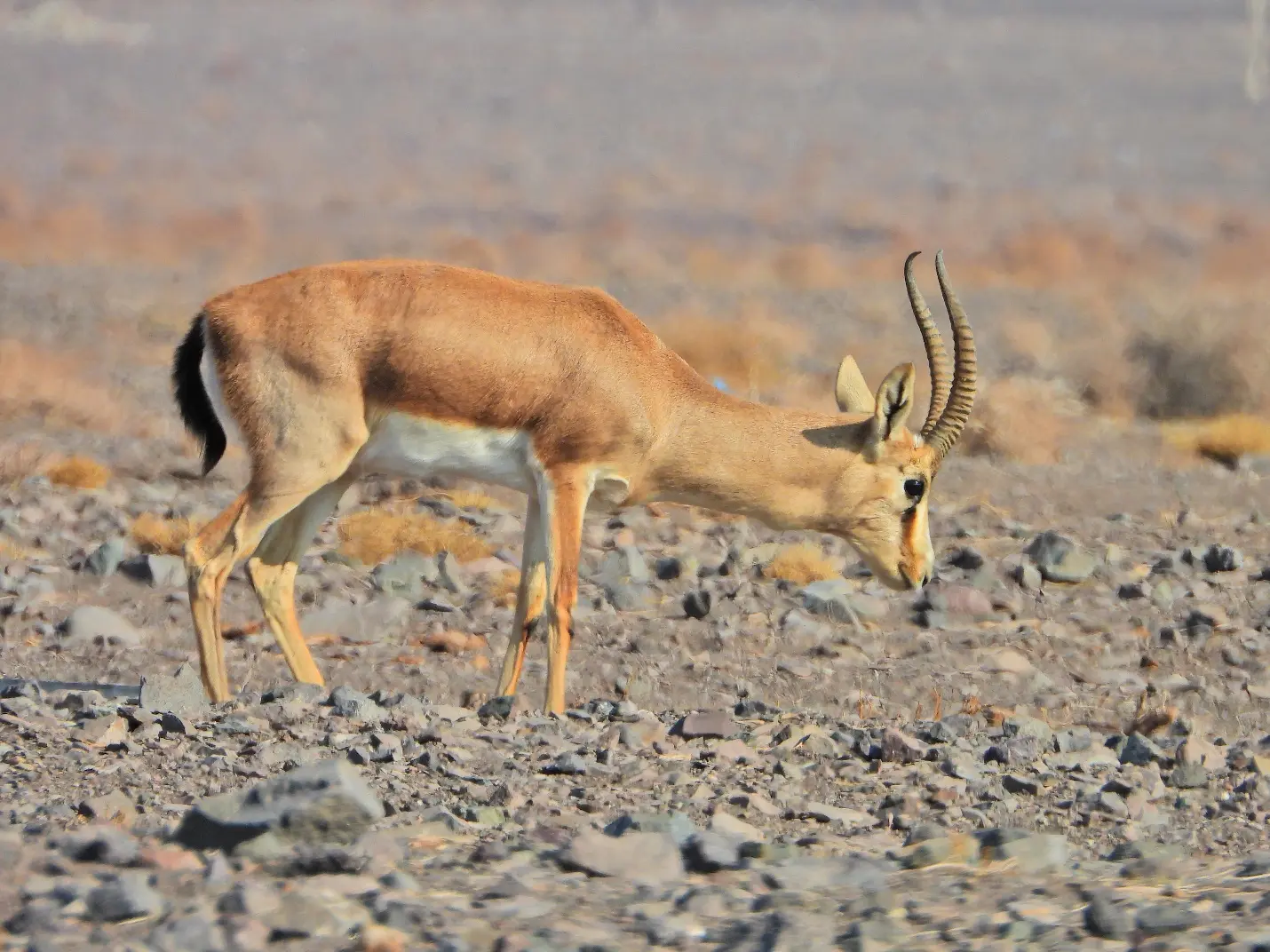 Jebeer gazelle in the dry plains around Qaleh Bala