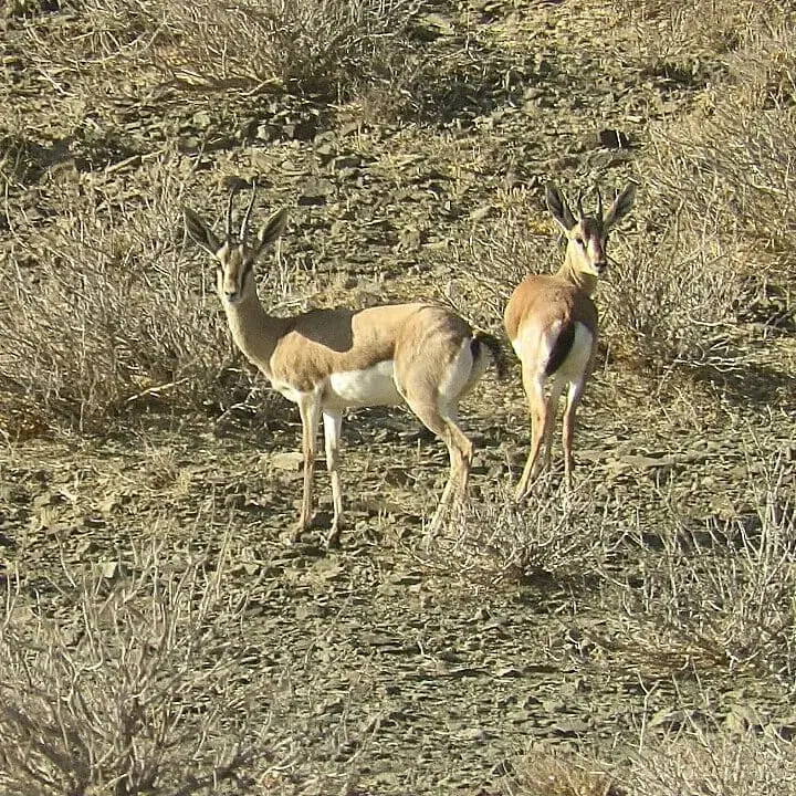 Jebeer, a gazelle native to Iran's deserts