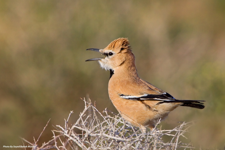 Pleske's ground jay, Iran's only endemic bird