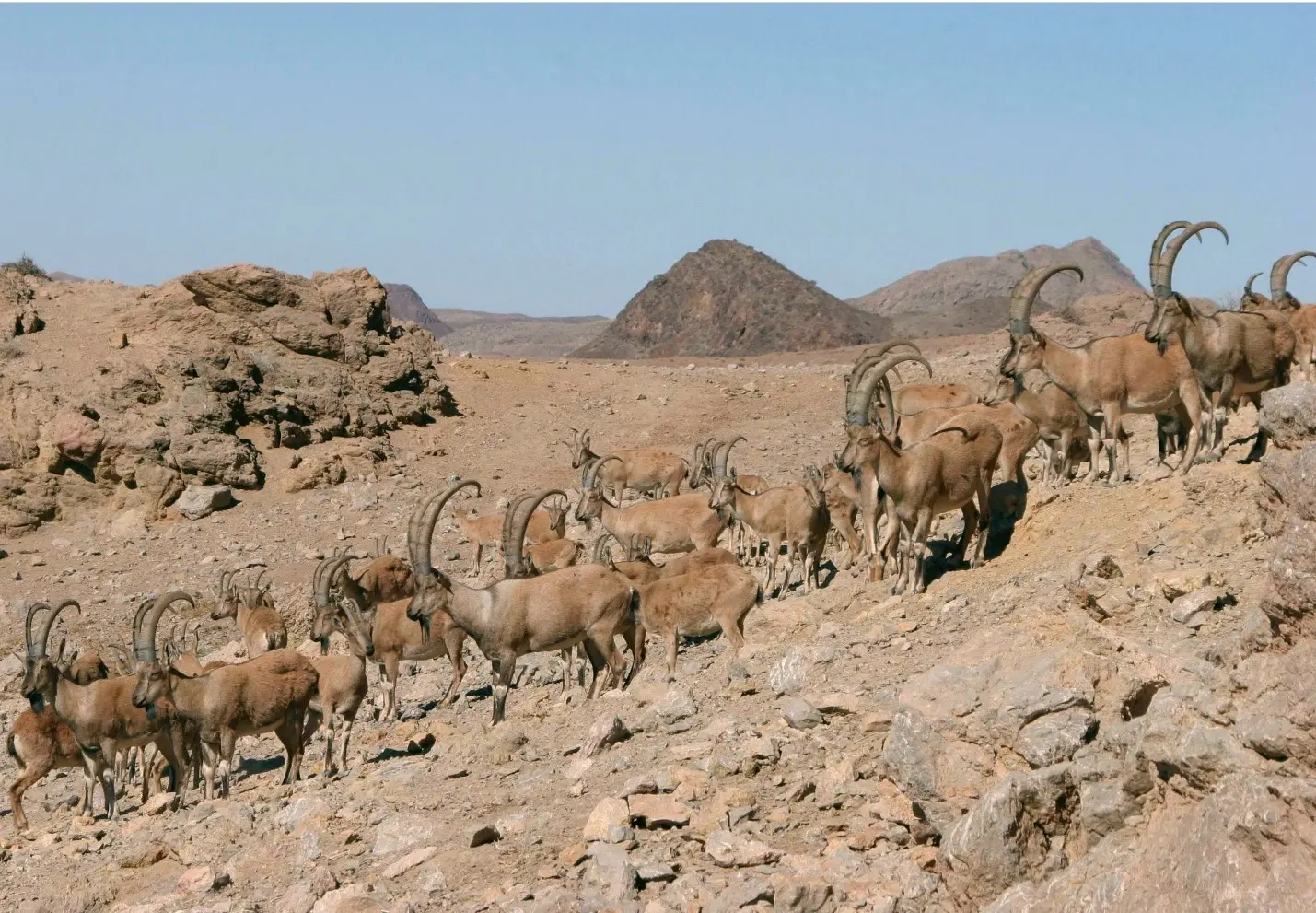 Urial wild sheep in the semi-desert mountains around Qaleh Bala